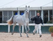 x del Buttasella Tosc Tour2013- S5 1717 : Arezzo, Cavalli d'Italia, Clara del Buttasella, Toscana Tour 2013, foto di Stefano Secchi ©